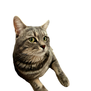 Adorable Tabby Cat Relaxing On A Comfortable Sofa Inside A Cozy Living Room. 15866 - Cat PNG image with transparent background